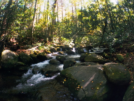 Lower Mt. Cammerer Trail